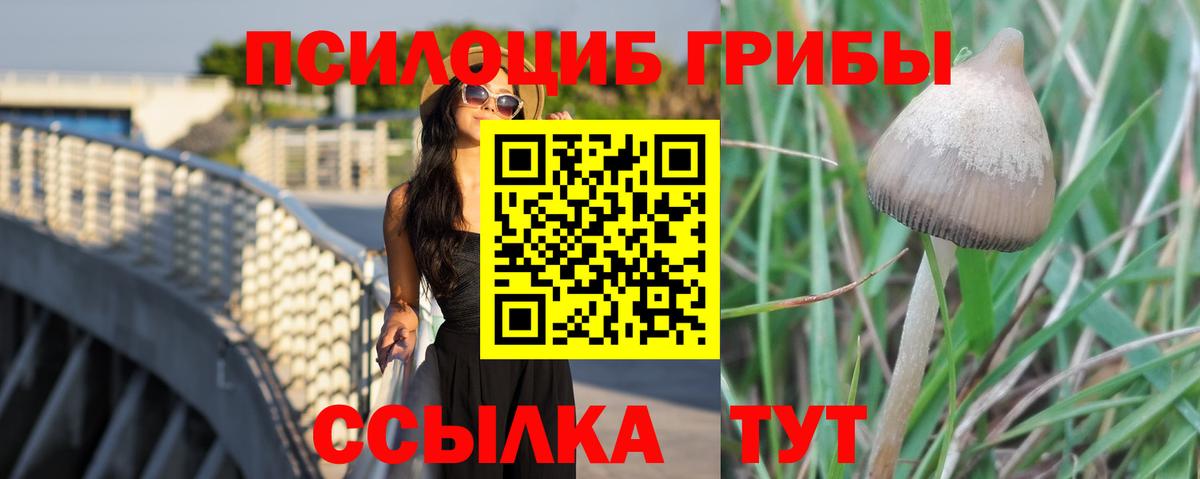 Галлюциногенные грибы Psilocybine cubensis Минусинск